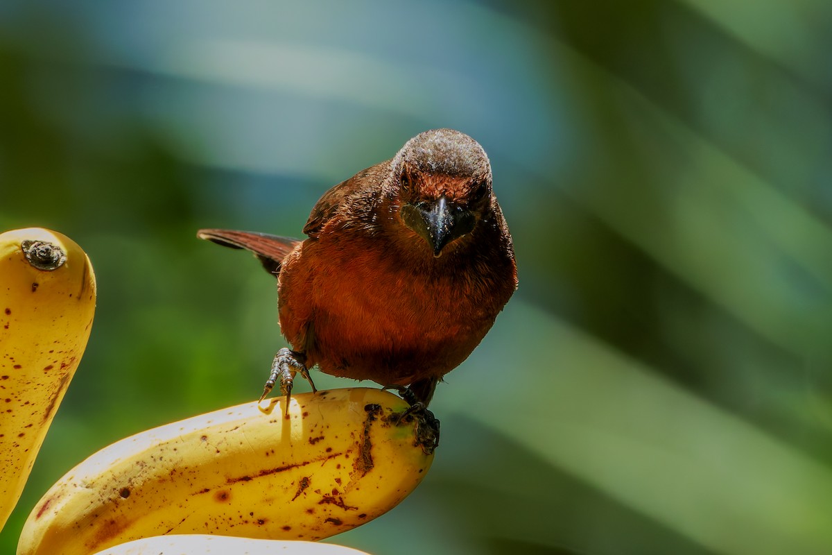 Silver-beaked Tanager - ML625461344