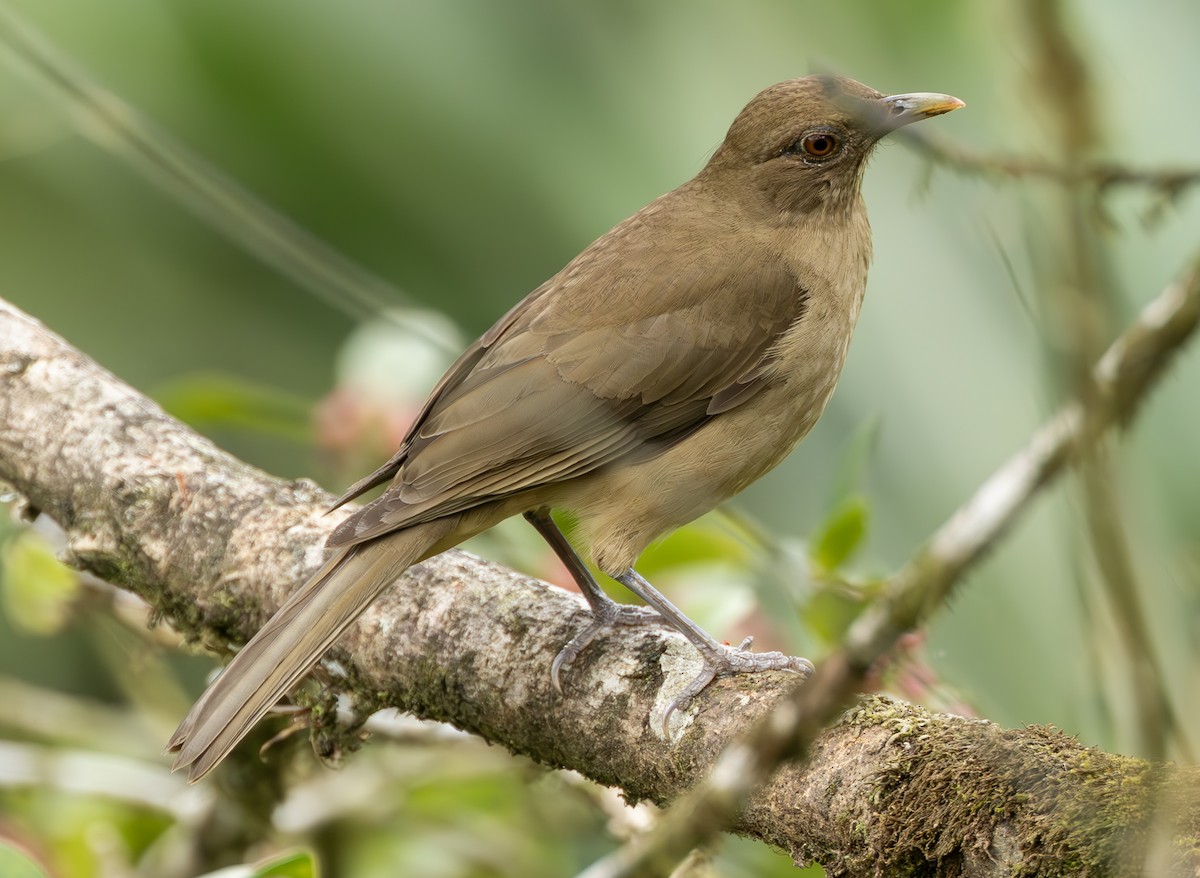 Clay-colored Thrush - Peter Kondrashov