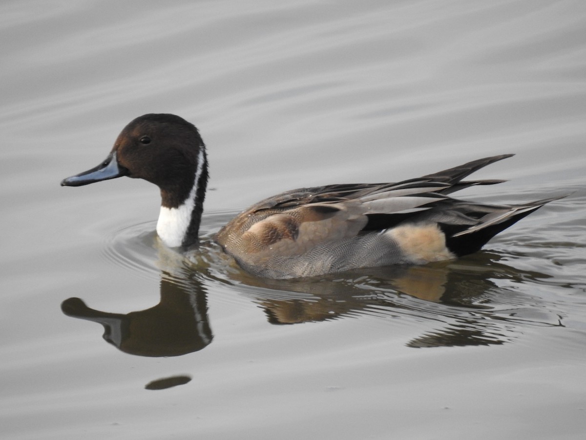 Northern Pintail - ML625461729