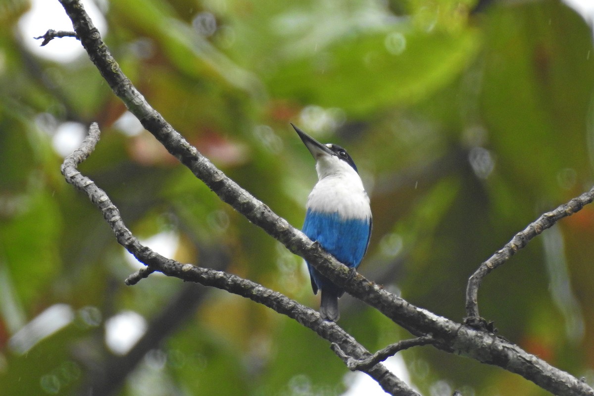 Lazuli Kingfisher - ML625461747