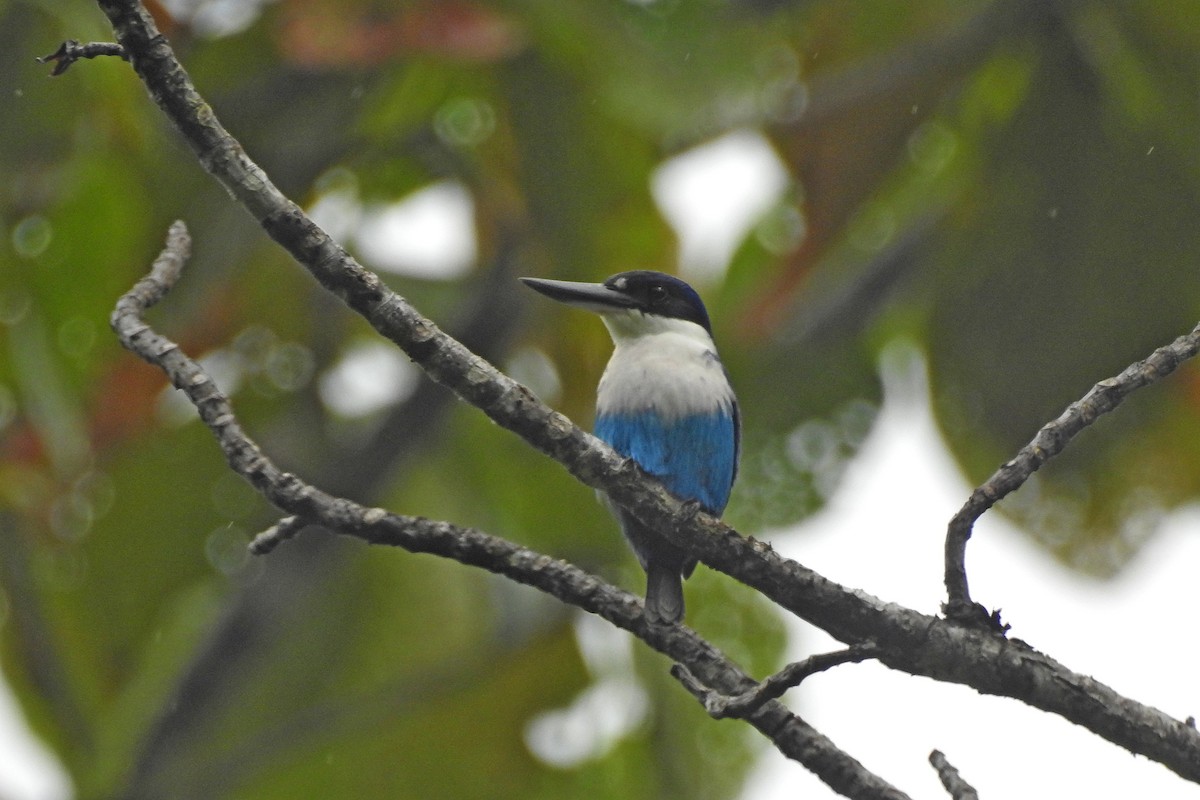 Lazuli Kingfisher - ML625461748