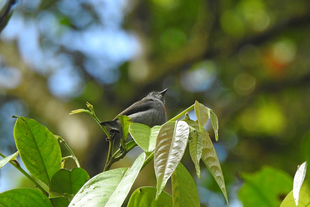 Ashy Flowerpecker - ML625461896