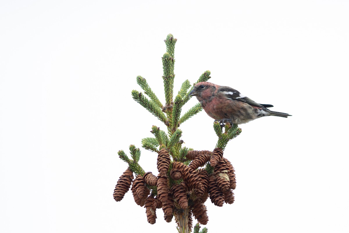 White-winged Crossbill - ML625461992