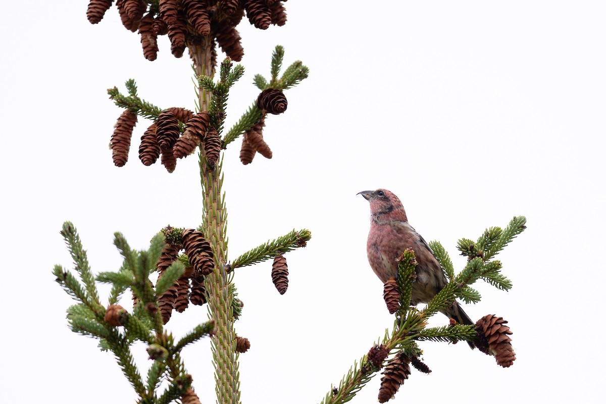 White-winged Crossbill - ML625461993