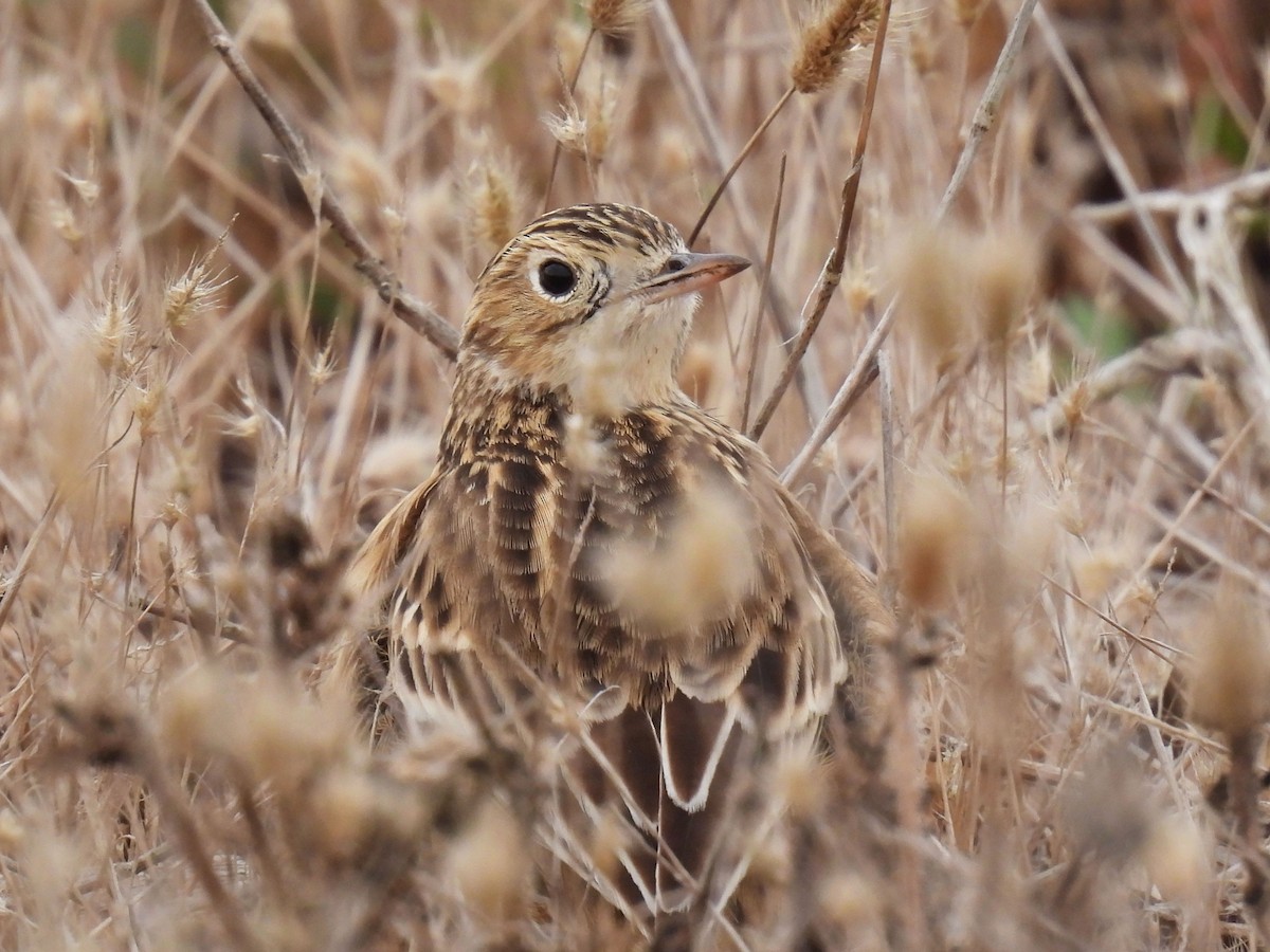 Sprague's Pipit - ML625462016