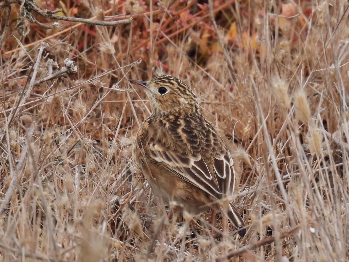 Sprague's Pipit - ML625462017