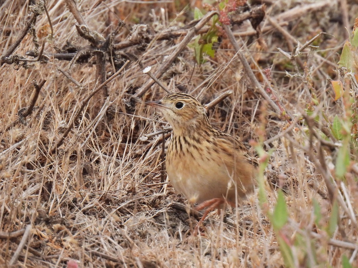 Sprague's Pipit - ML625462018