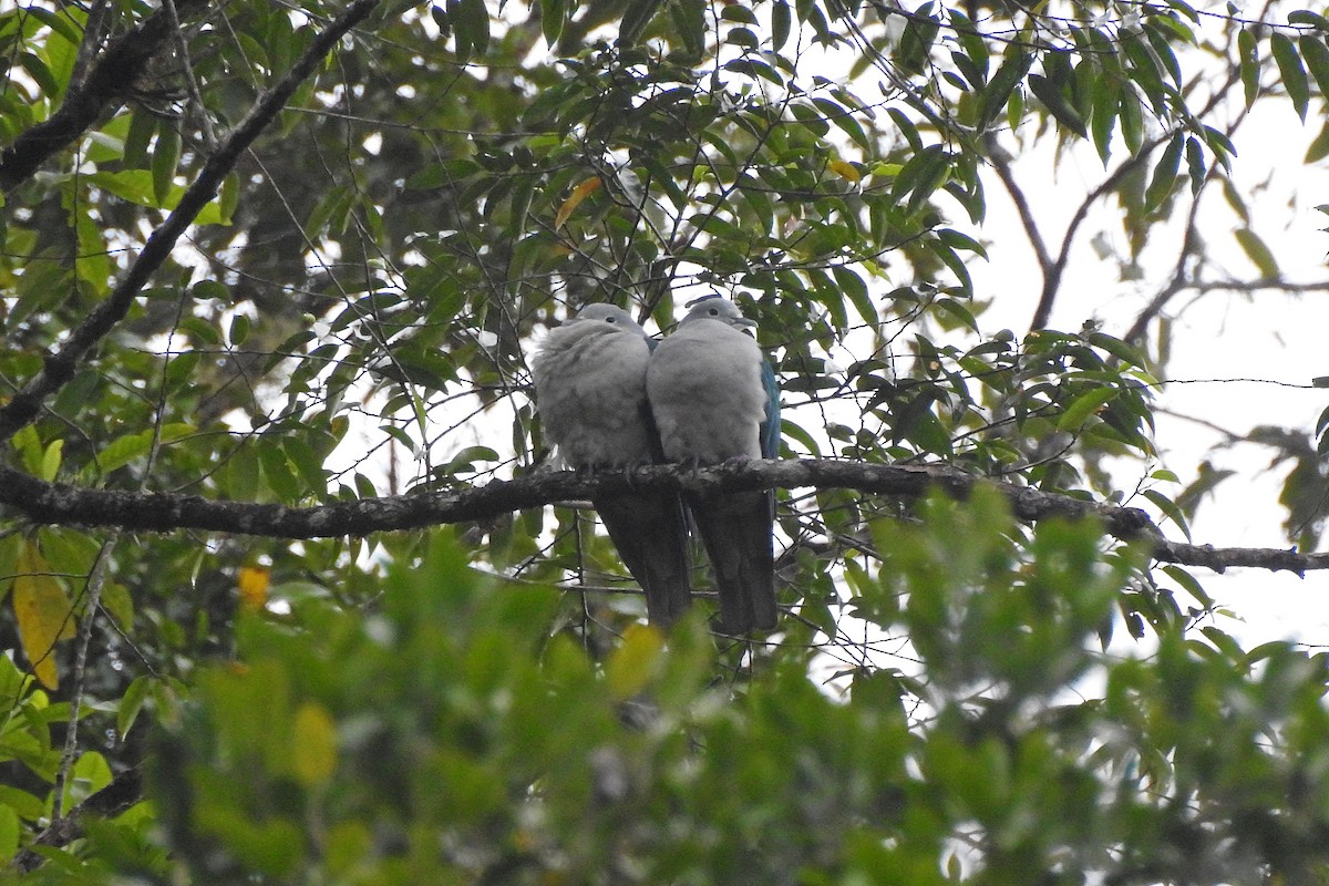 Seram Imperial-Pigeon - ML625462029