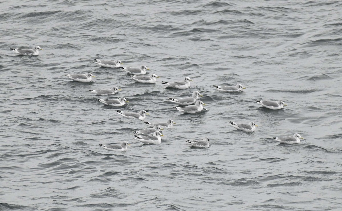 Black-legged Kittiwake - Kathy Marche