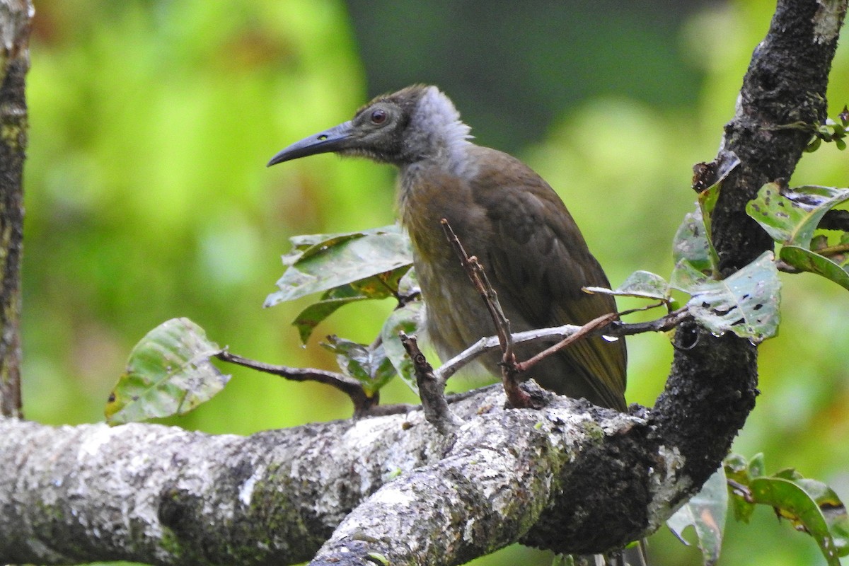 Seram Friarbird - ML625462035