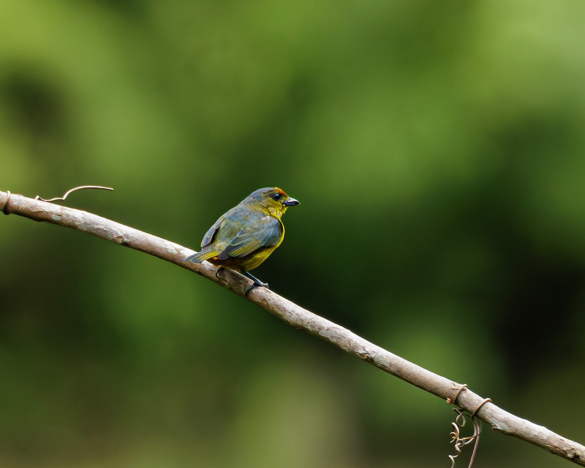 Fulvous-vented Euphonia - ML625462043