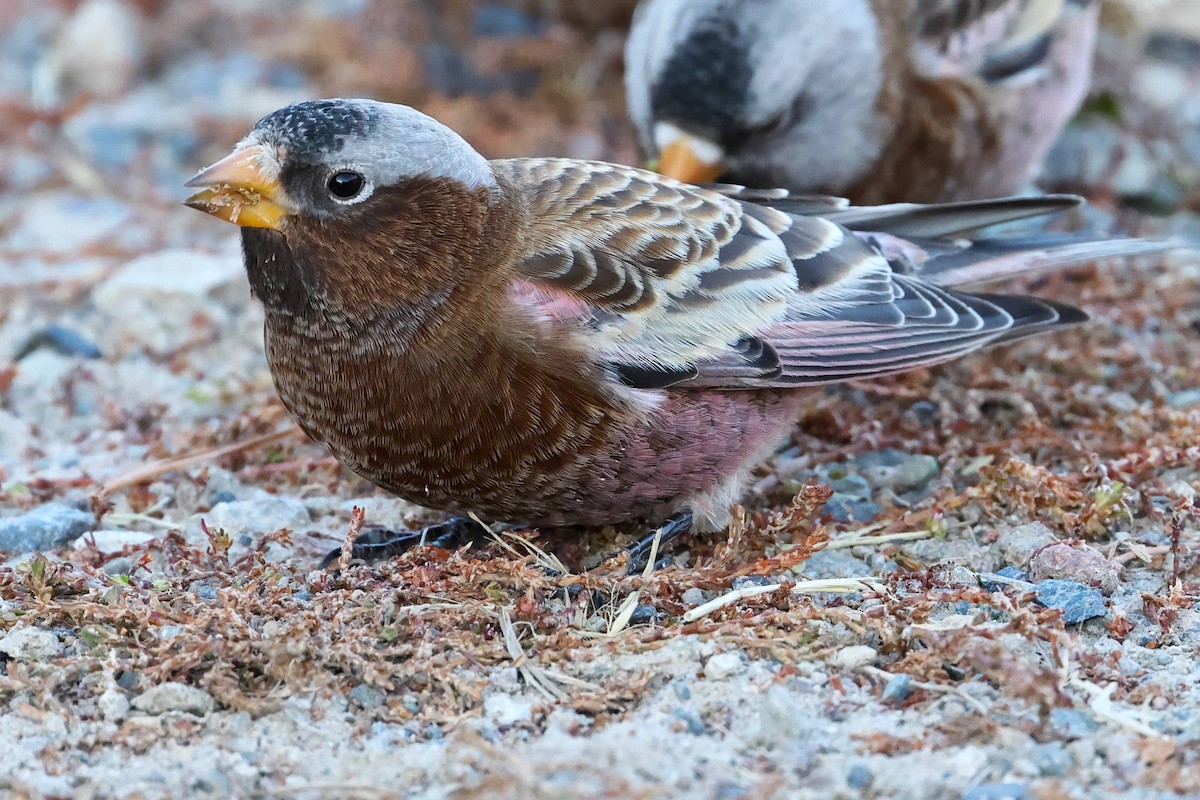 Gray-crowned Rosy-Finch - Steve Parker