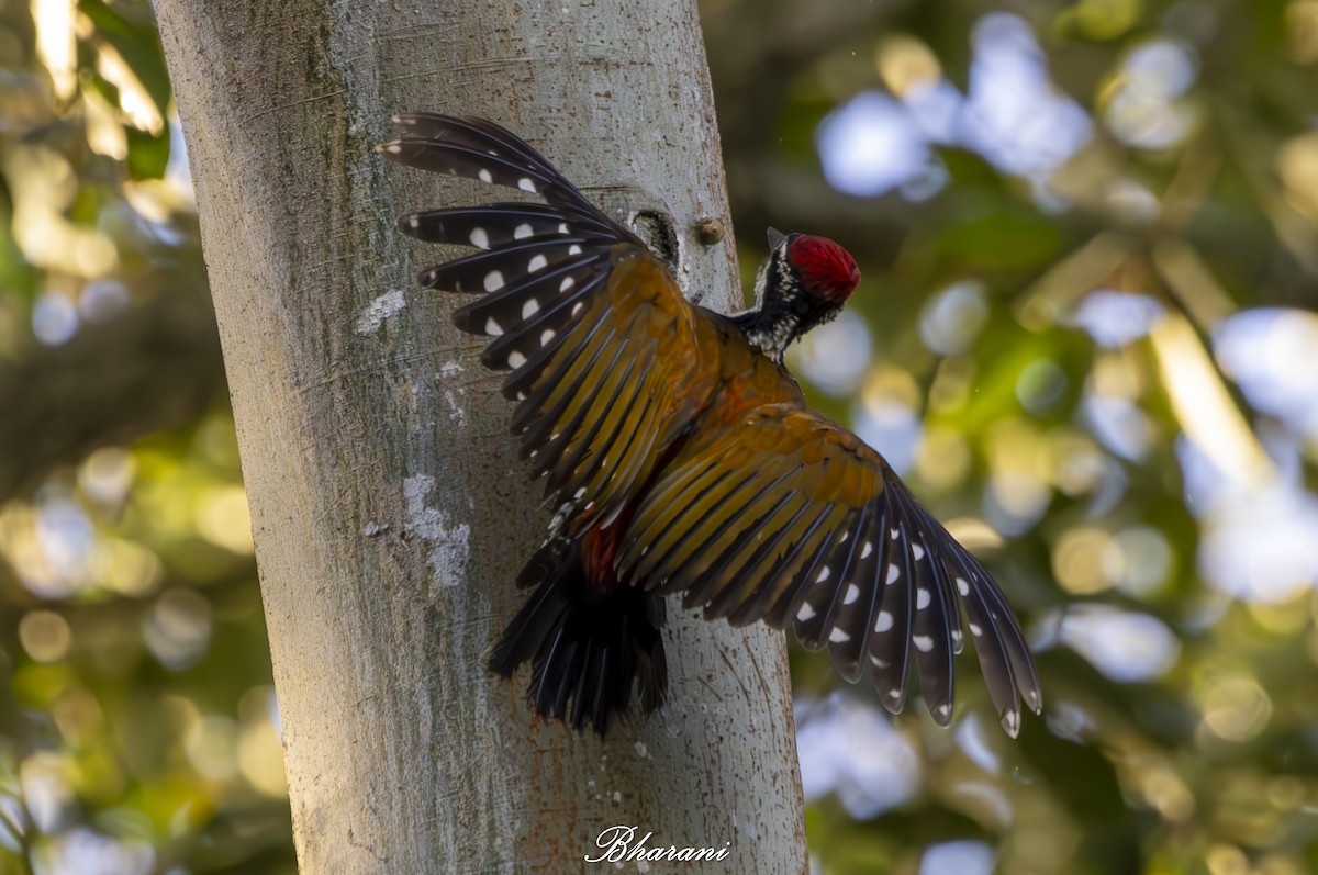 Malabar Flameback - ML625462205