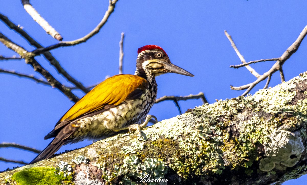 Malabar Flameback - ML625462206
