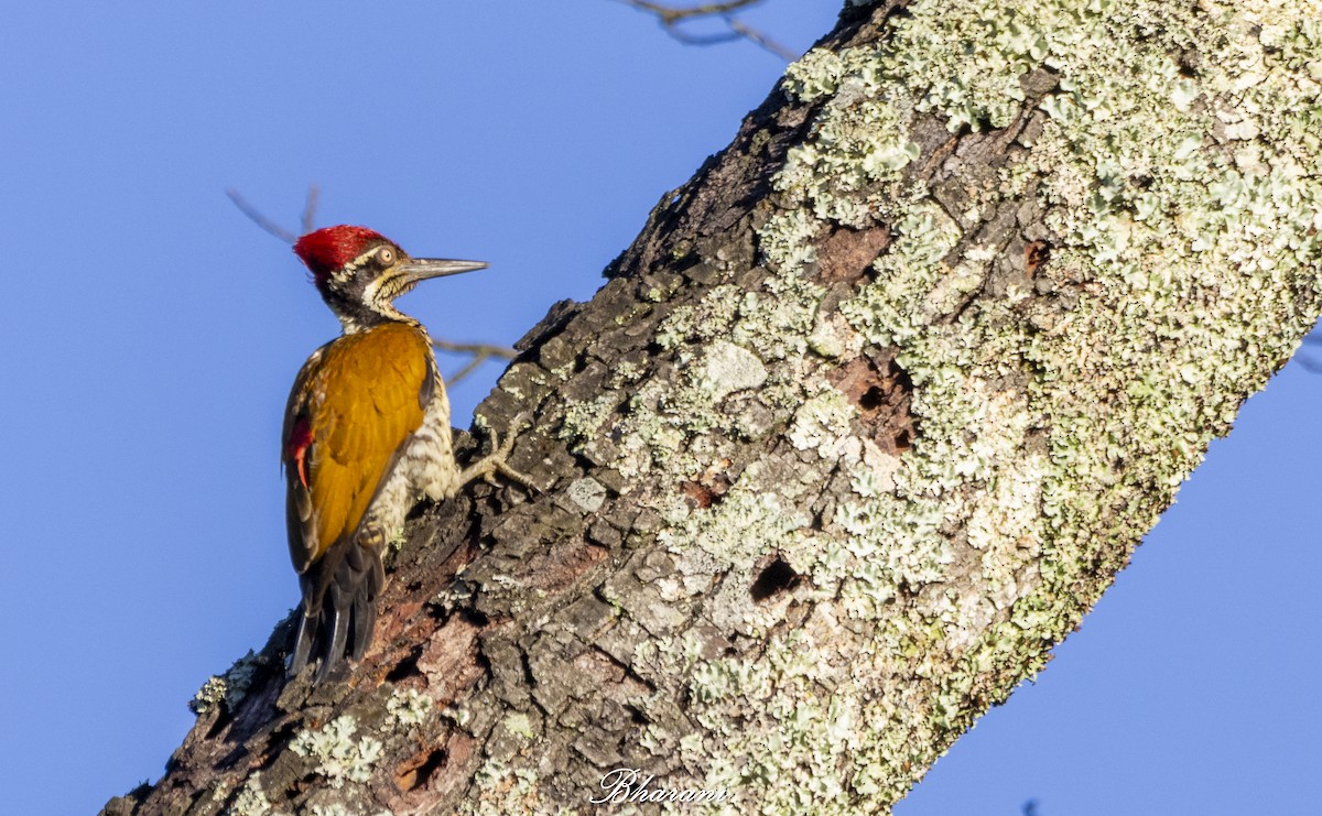 Malabar Flameback - ML625462207