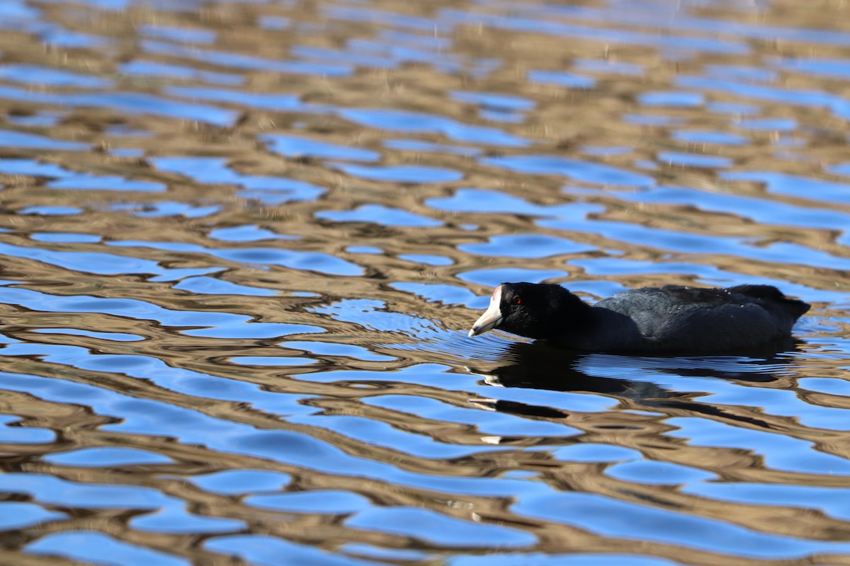 American Coot - ML625462255