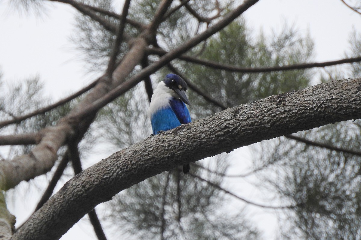 Lazuli Kingfisher - ML625462262