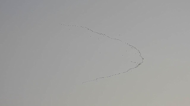 Little Curlew - ML625462309