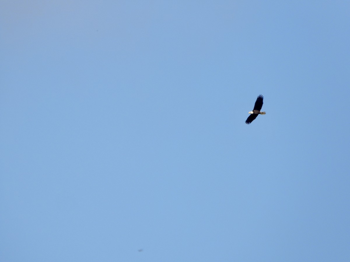 Bald Eagle - ML625462431