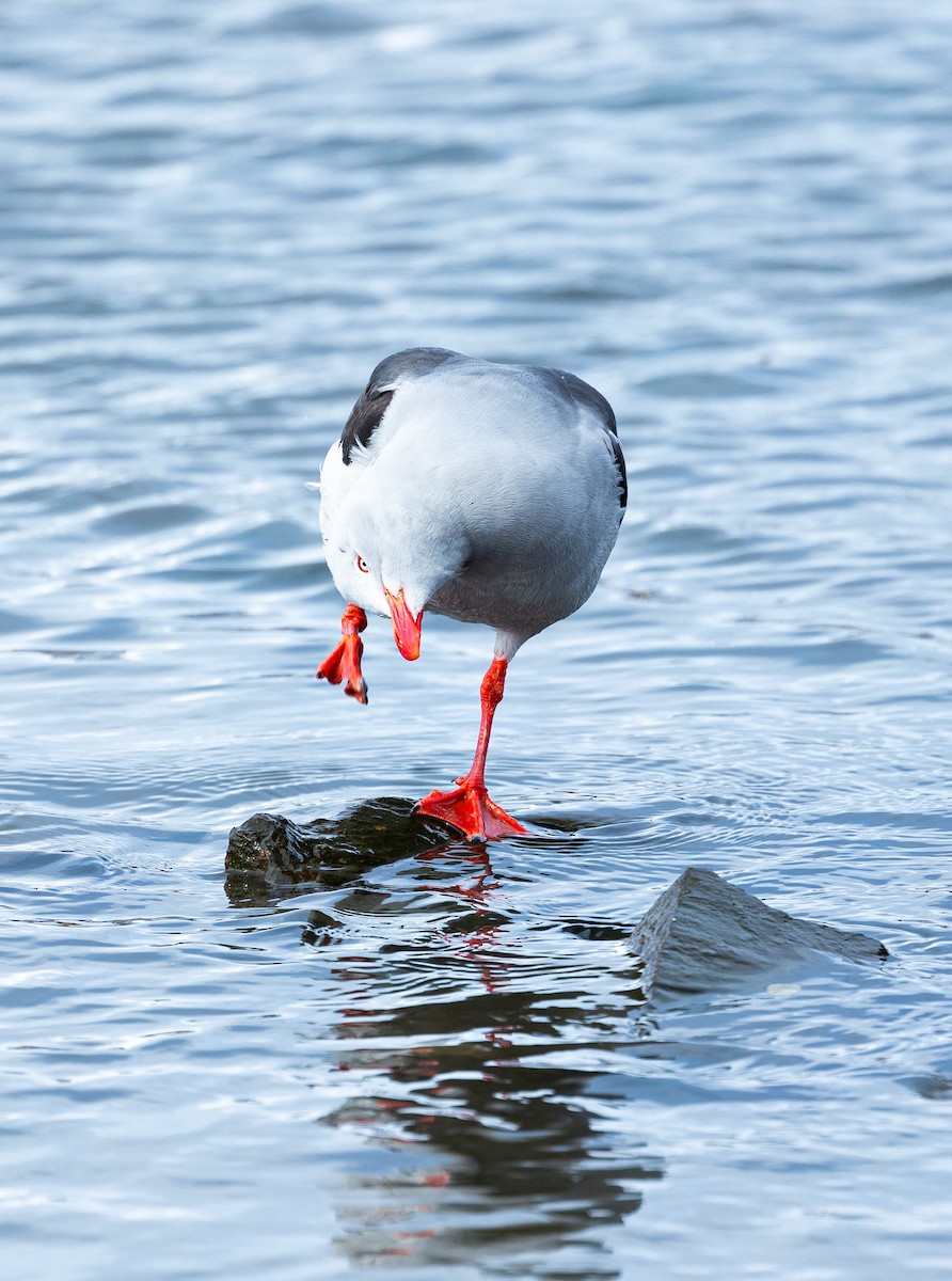 Dolphin Gull - ML625462467