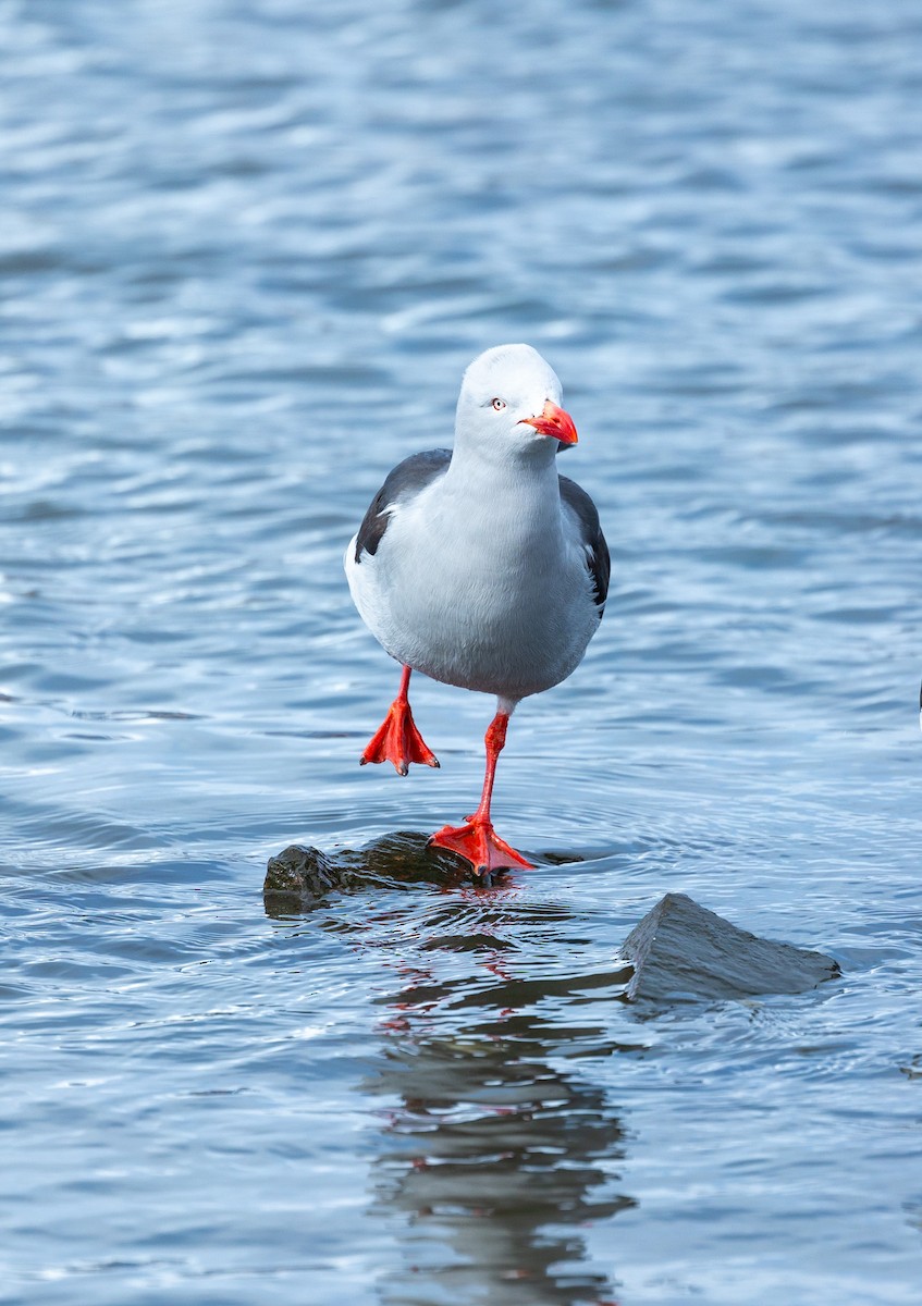 Dolphin Gull - ML625462468