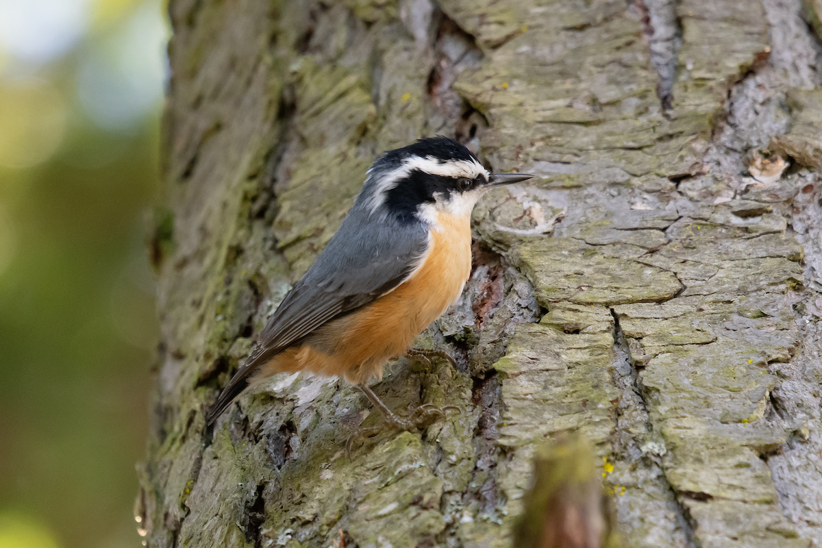 Red-breasted Nuthatch - ML625462599