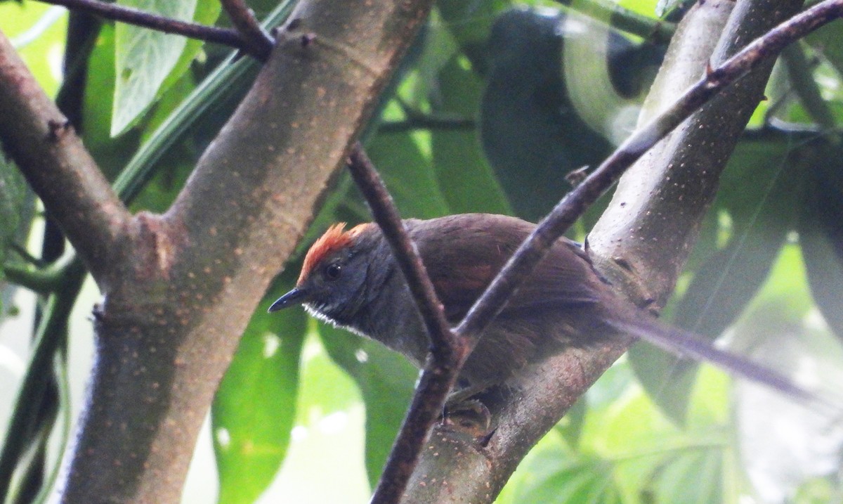 Spix's Spinetail - ML625462635