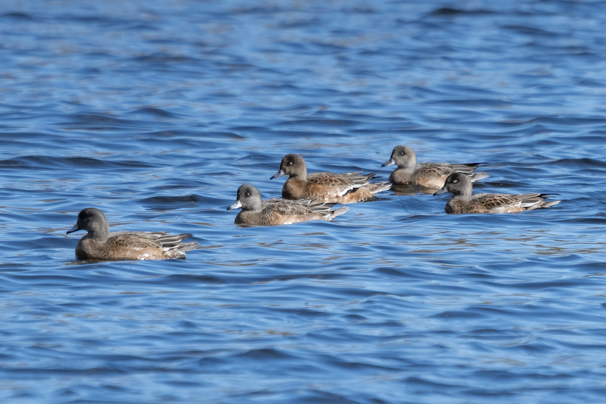Green-winged Teal - ML625462690