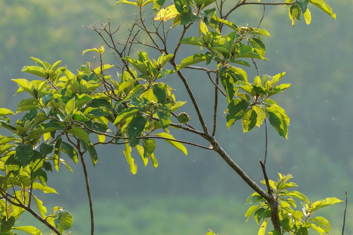 Bay-headed Tanager - ML625462845