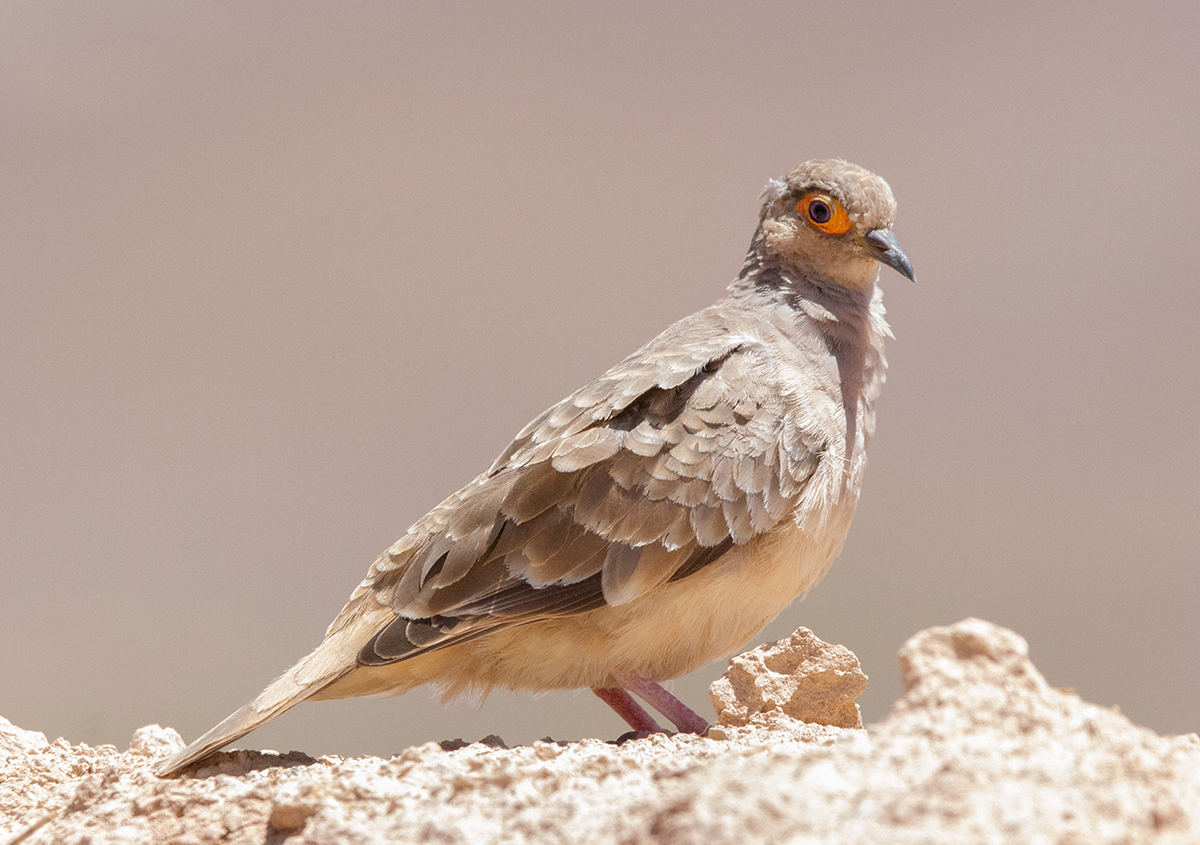 Bare-faced Ground Dove - ML625462976