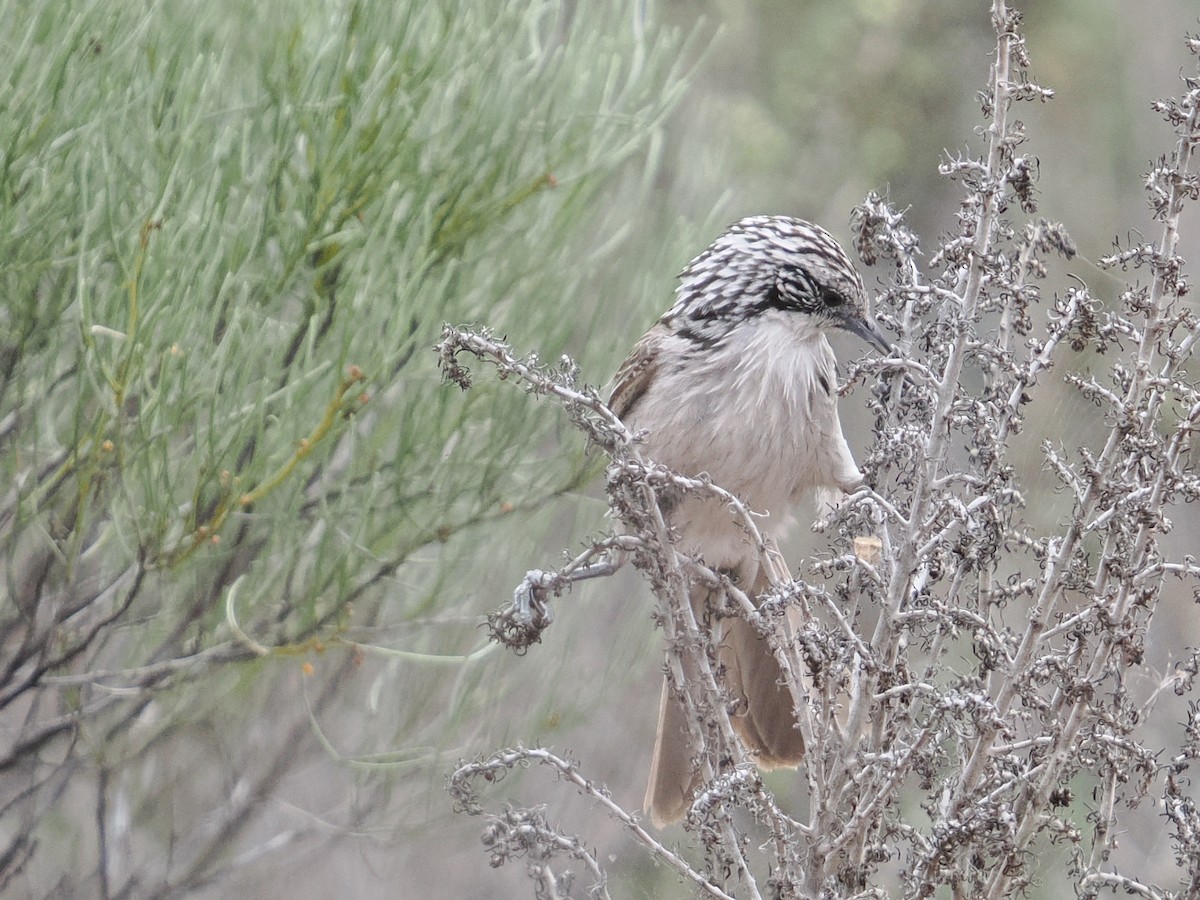 Striped Honeyeater - ML625463041