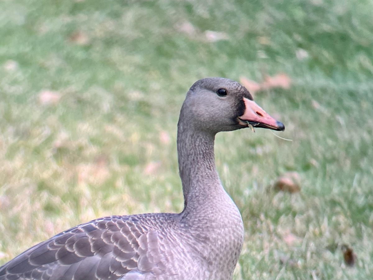 husa běločelá - ML625463061