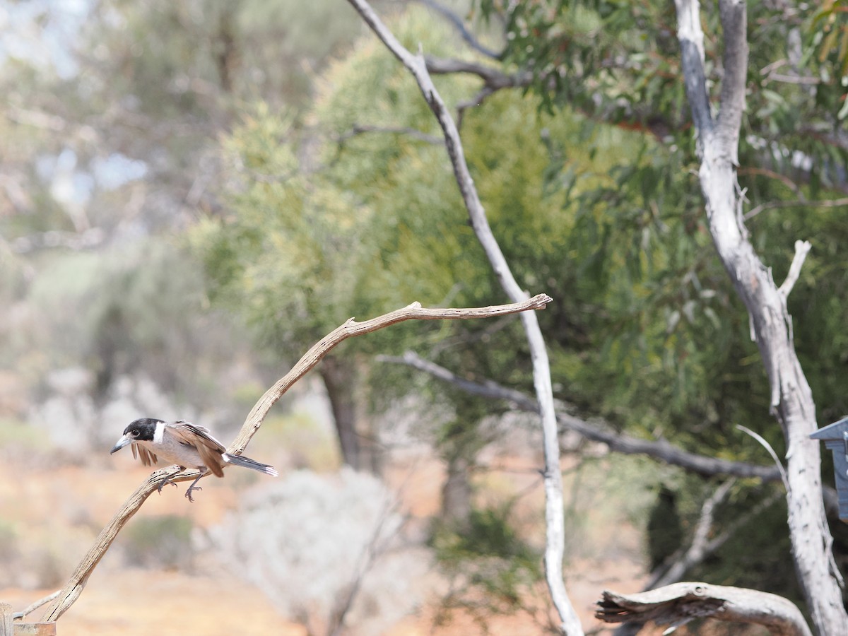 Gray Butcherbird - ML625463067