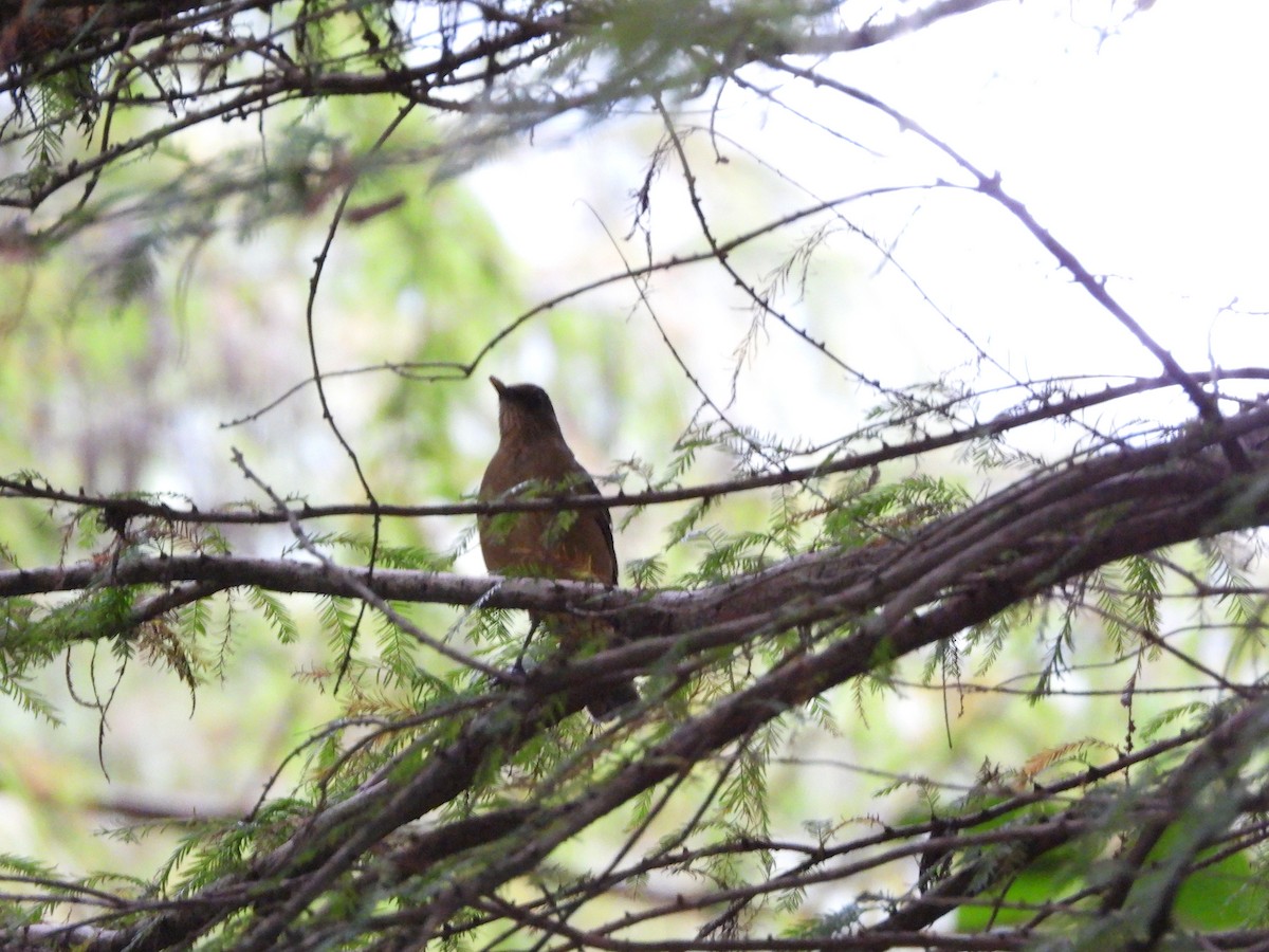 Clay-colored Thrush - ML625463069