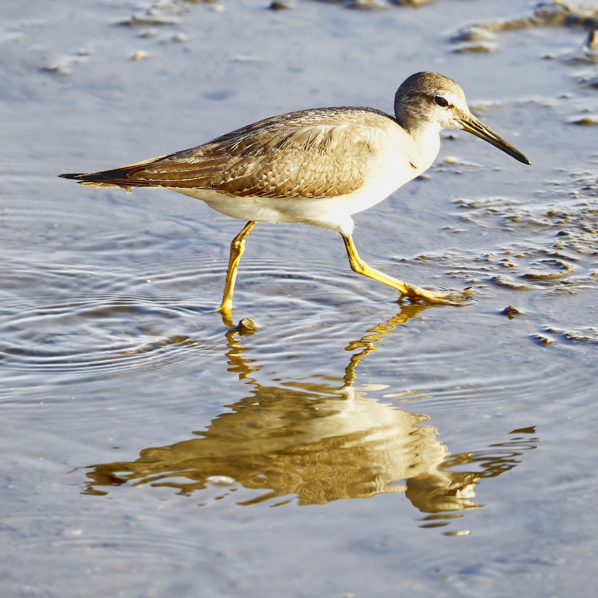 Gray-tailed Tattler - Ken Janson