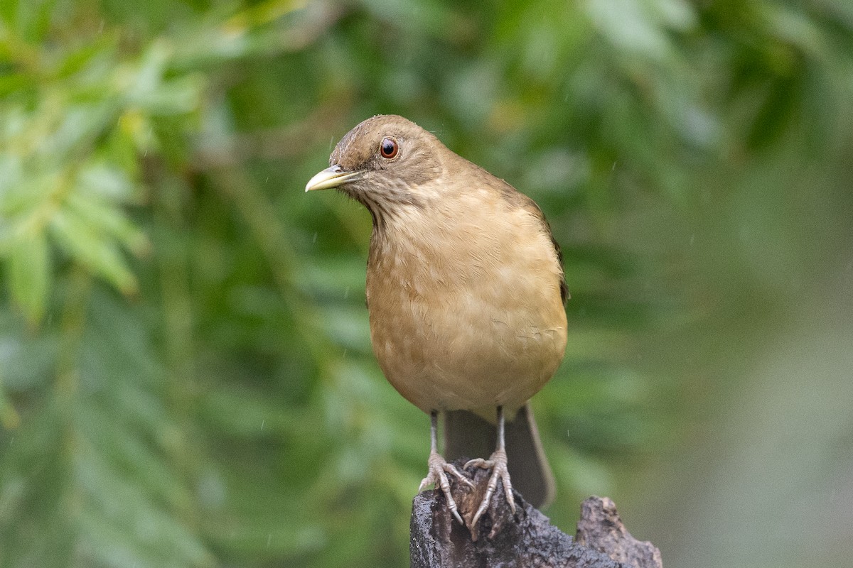 Clay-colored Thrush - ML625463148