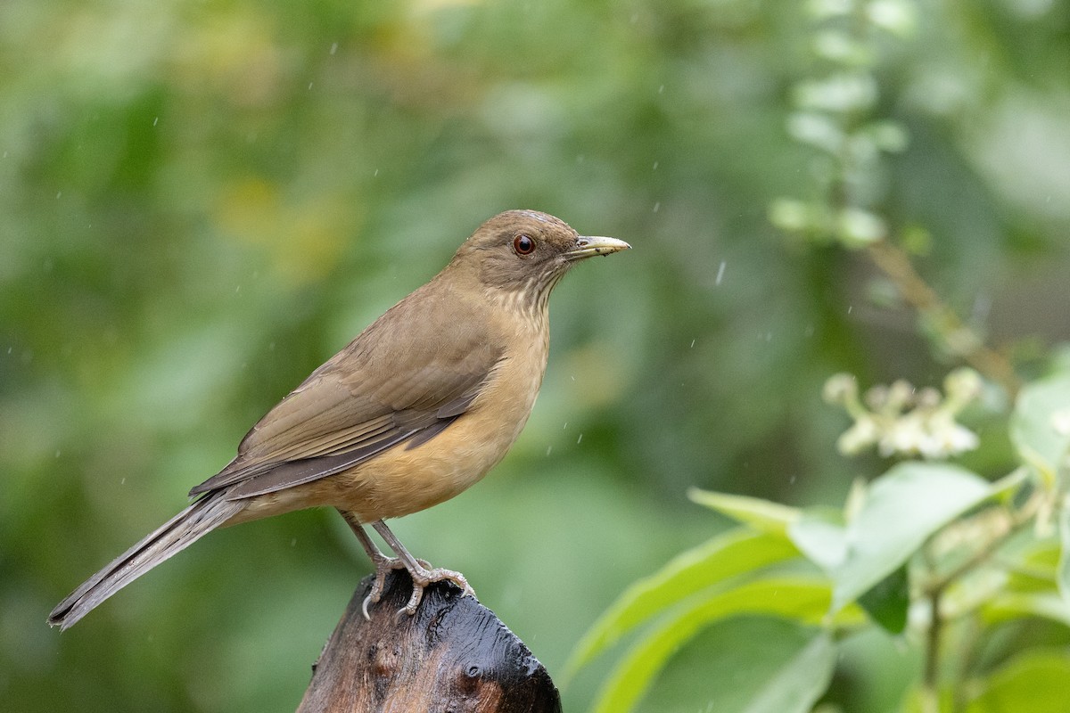 Clay-colored Thrush - ML625463149