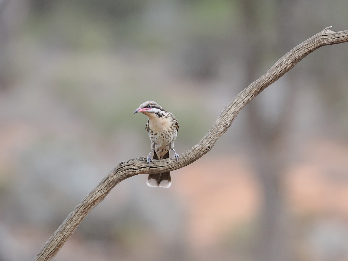 Spiny-cheeked Honeyeater - ML625463152