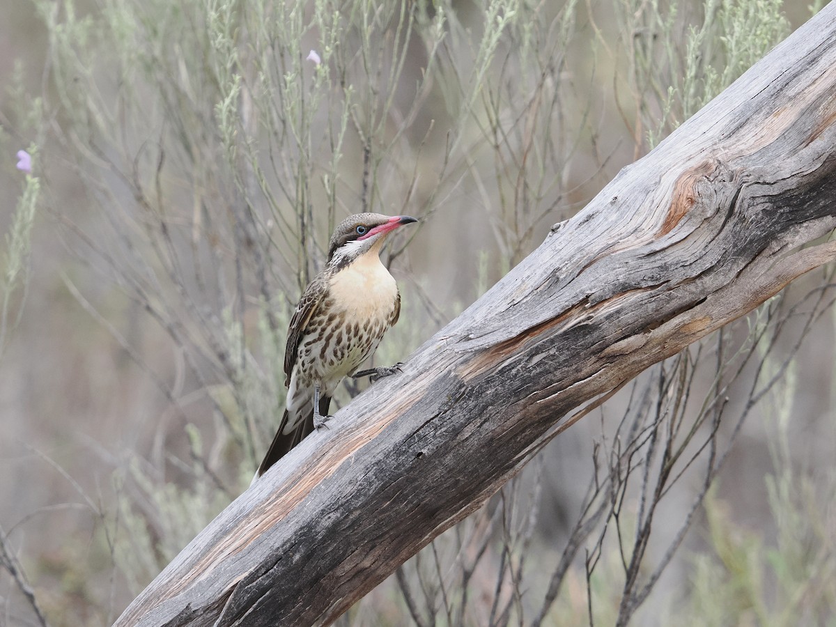 Spiny-cheeked Honeyeater - ML625463153