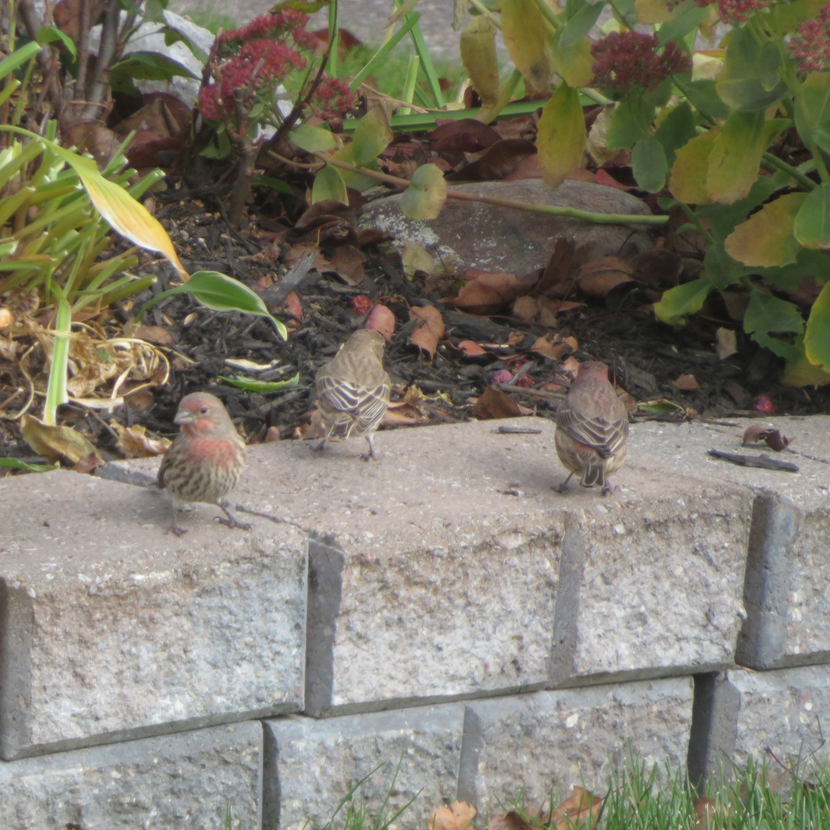 House Finch - ML625463194