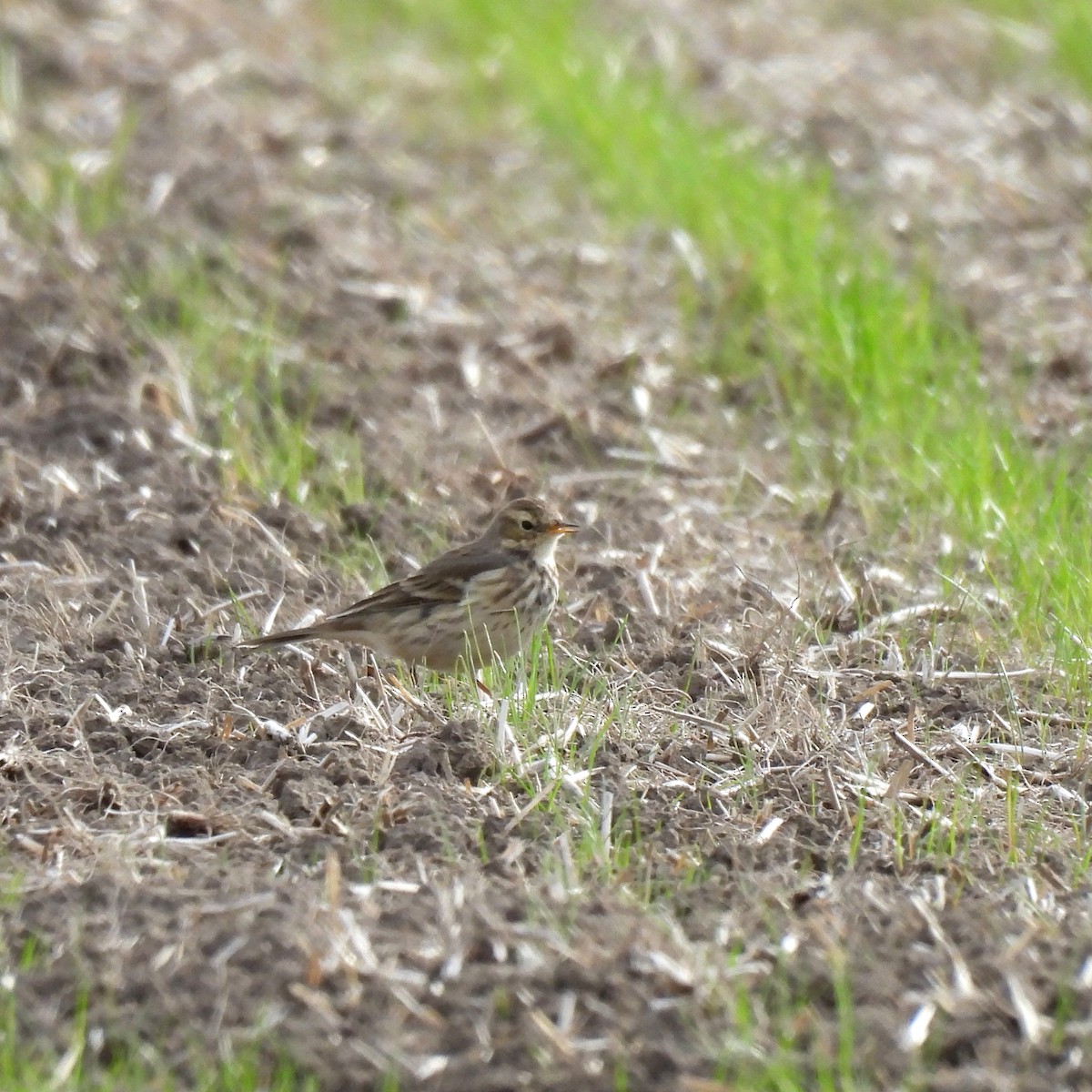 American Pipit - ML625463222