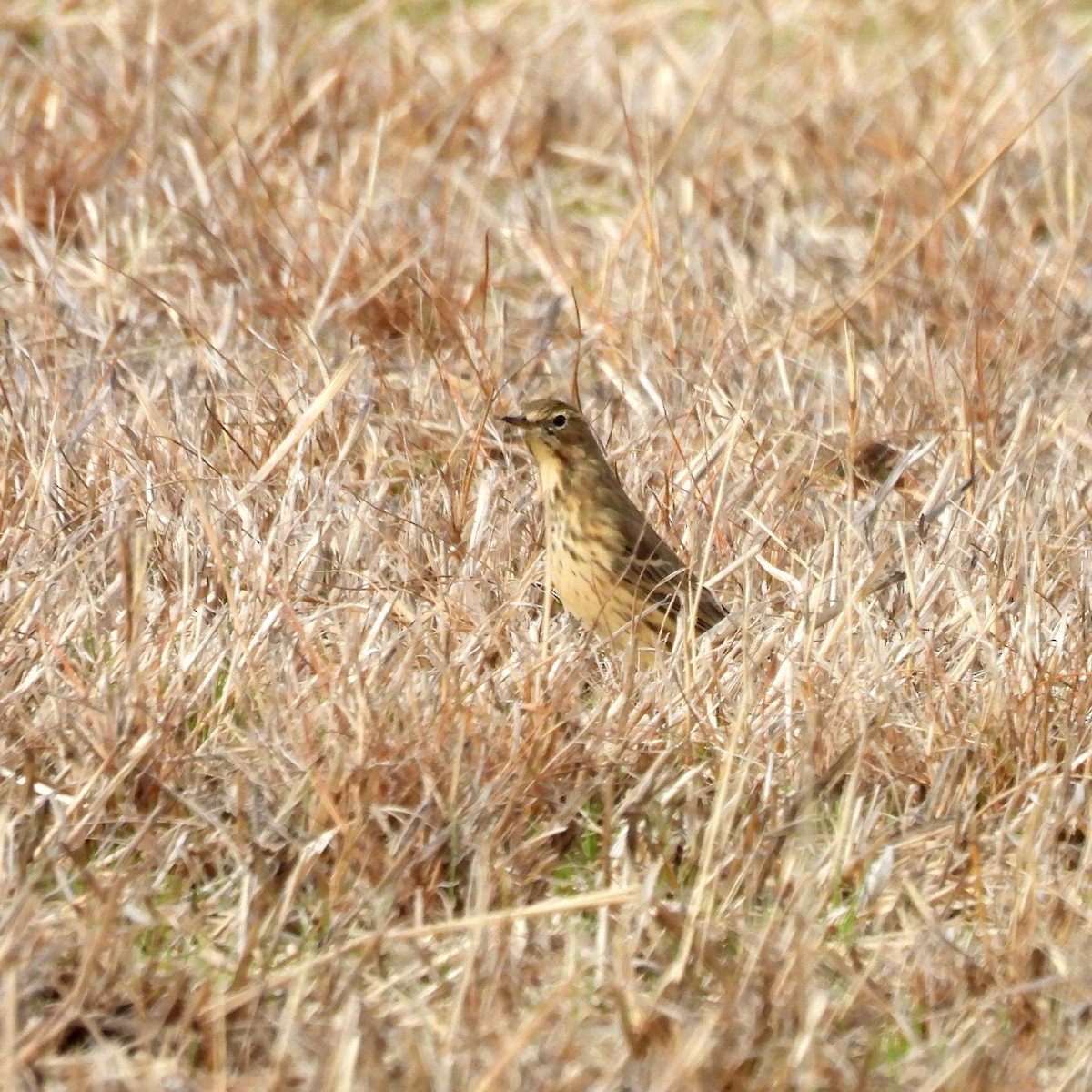 American Pipit - ML625463223