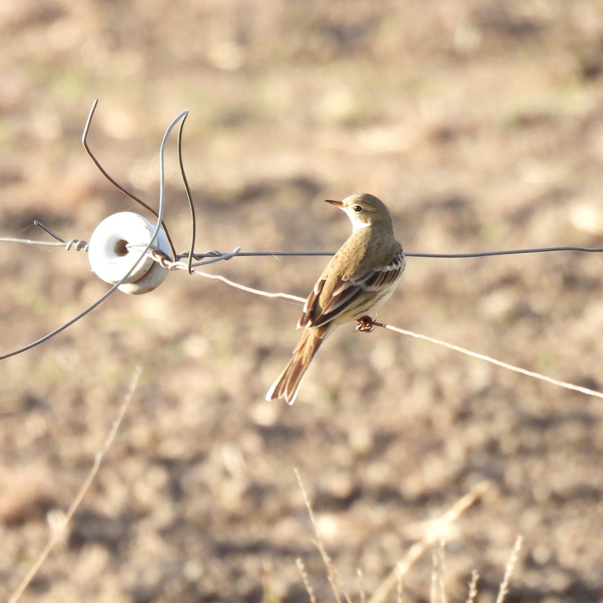 American Pipit - ML625463224