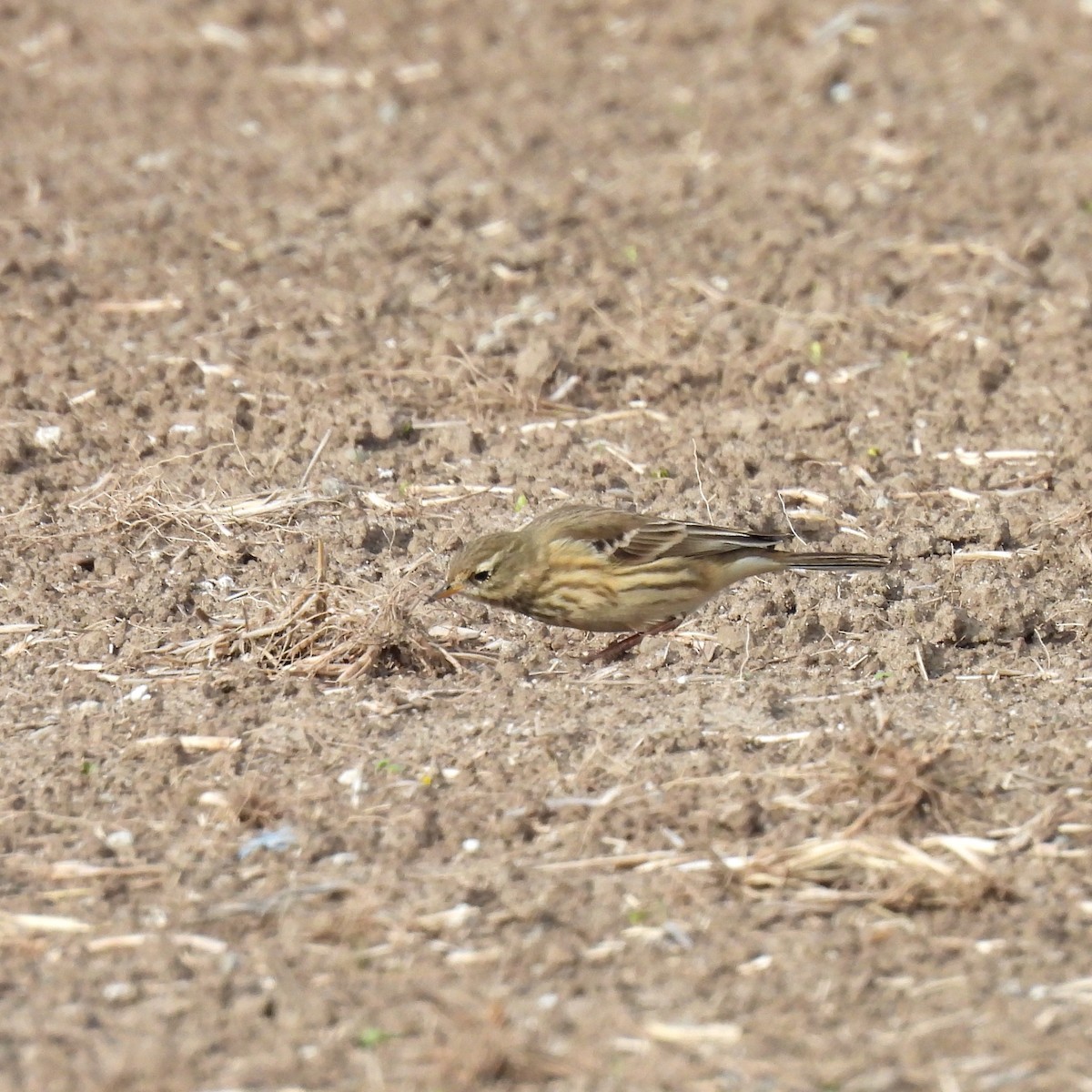 American Pipit - ML625463225