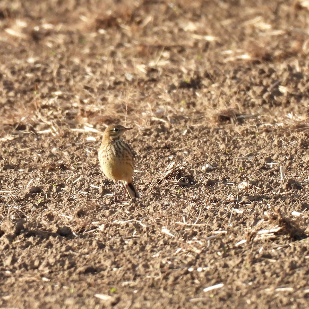 American Pipit - ML625463226