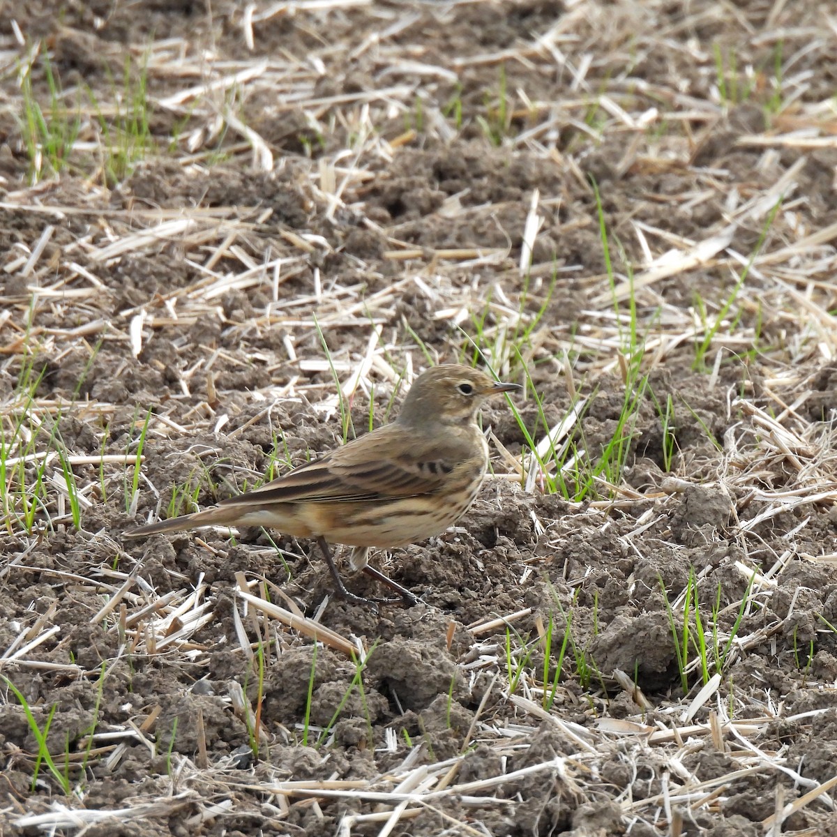 American Pipit - ML625463227