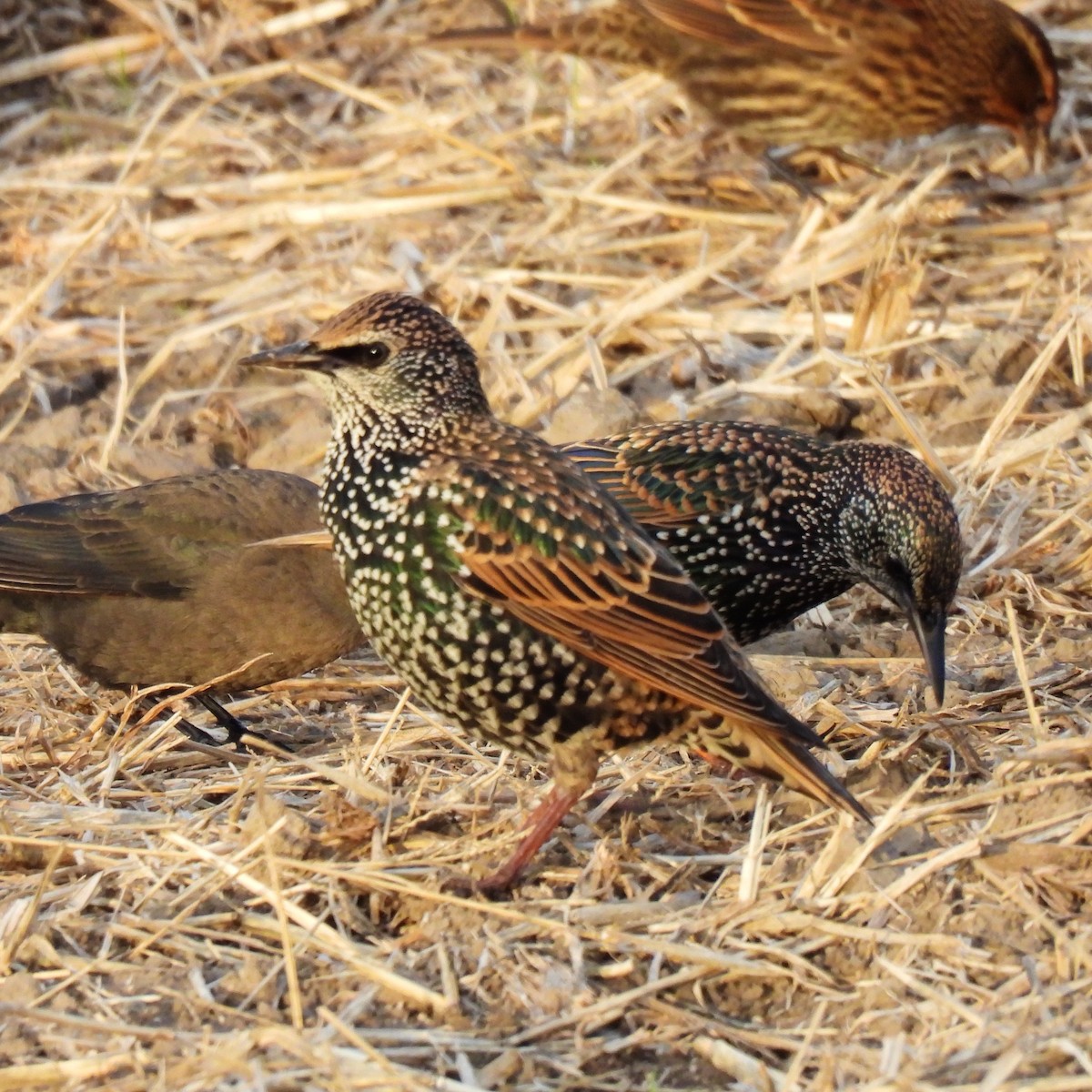 European Starling - ML625463234