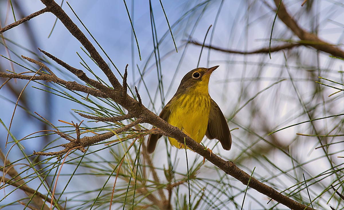 Canada Warbler - Rolando Tomas Pasos Pérez