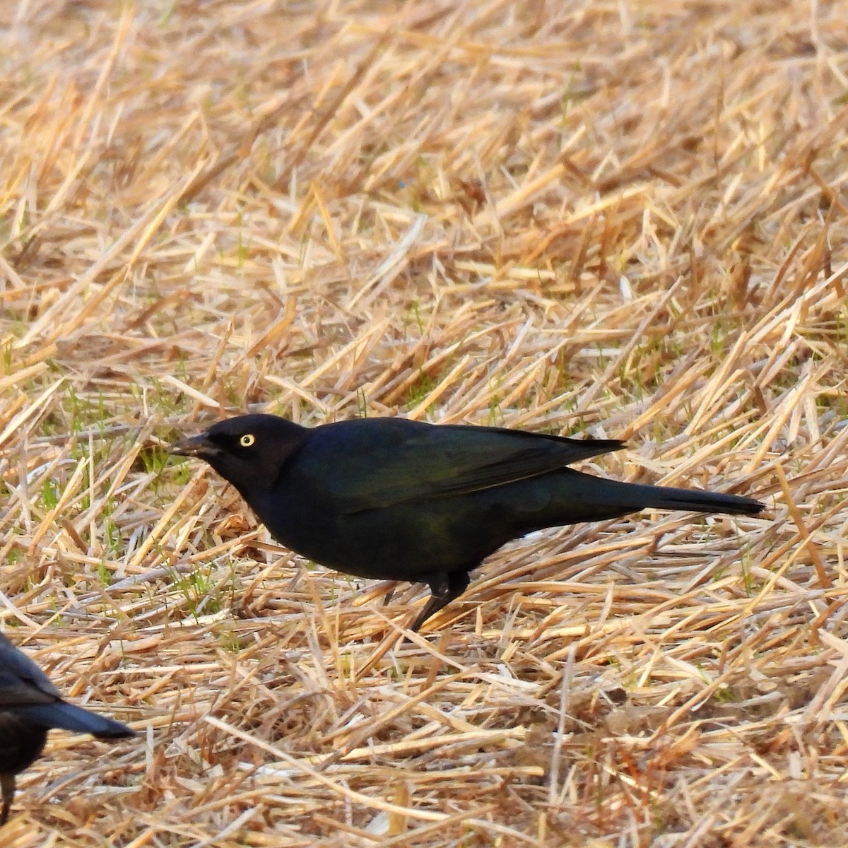 Brewer's Blackbird - ML625463254