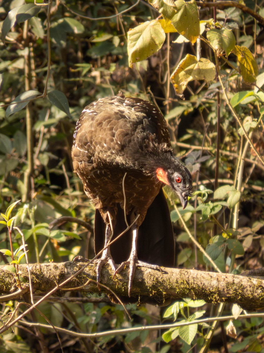 Yungas Guan - ML625463277